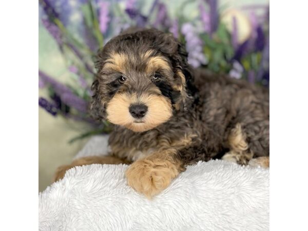 Schnoodle DOG Male Blue Merle 2670 Petland Lancaster, Ohio