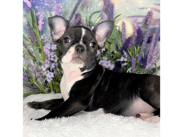 Frenchton-DOG-Female-Black / White-2669-Petland Lancaster, Ohio