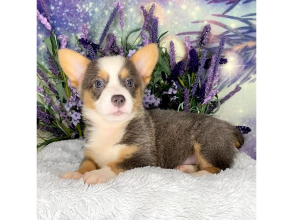 Pembroke Welsh Corgi DOG Female Blue White / Tan 2668 Petland Lancaster, Ohio