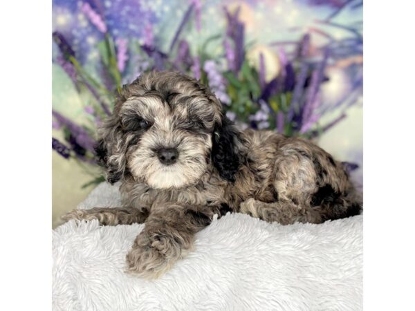 Miniature Goldendoodle DOG Male Blue Merle 2667 Petland Lancaster, Ohio