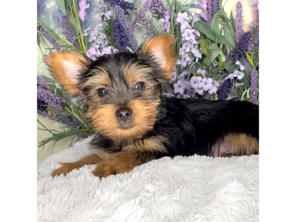 Yorkshire Terrier DOG Male Black and Gold 2664 Petland Lancaster, Ohio