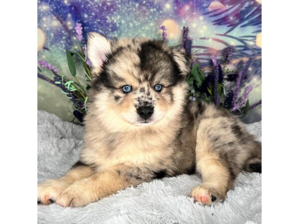 Pomsky 2nd Gen DOG Male Blue Merle 2675 Petland Lancaster, Ohio