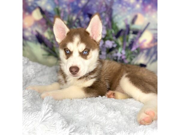 Siberian Husky DOG Male red and white 2686 Petland Lancaster, Ohio