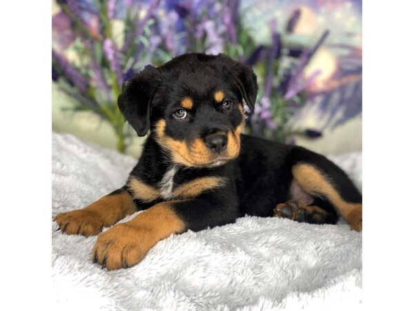 Rottweiler DOG Male black with tan points 2684 Petland Lancaster, Ohio