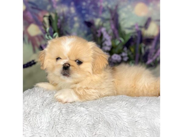 Pekingese DOG Male cream 2682 Petland Lancaster, Ohio