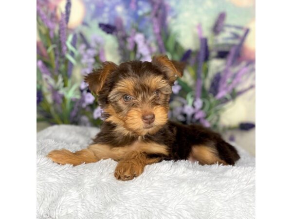 Yorkshire Terrier DOG Female choc. / tn 2681 Petland Lancaster, Ohio