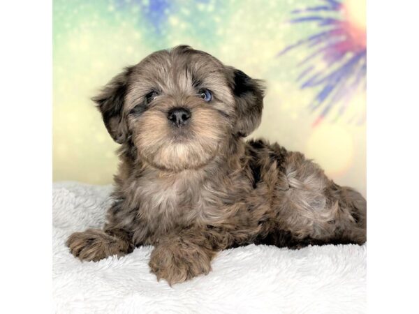 Yorkiepoo DOG Female blue merle 2680 Petland Lancaster, Ohio