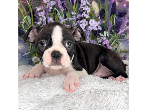 Boston Terrier DOG Female Chocolate / White 2679 Petland Lancaster, Ohio