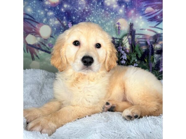 Golden Retriever DOG Female Golden 2676 Petland Lancaster, Ohio