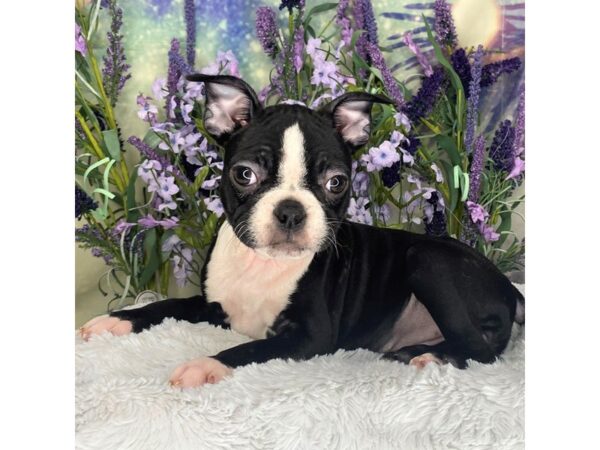 Boston Terrier DOG Female Black / White 2699 Petland Lancaster, Ohio