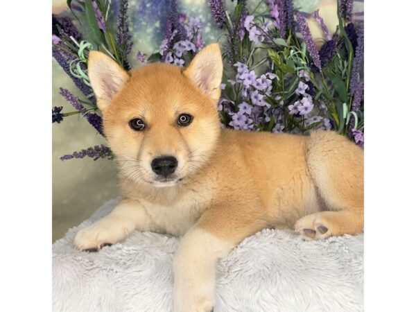 Shiba Inu DOG Male Red and White 2698 Petland Lancaster, Ohio