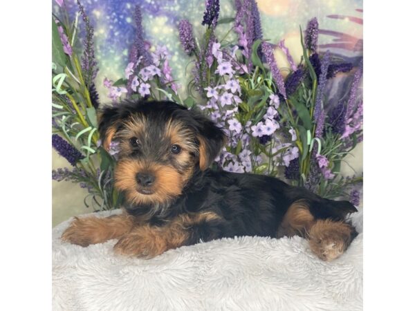 Yorkshire Terrier DOG Male Black / Tan 2697 Petland Lancaster, Ohio