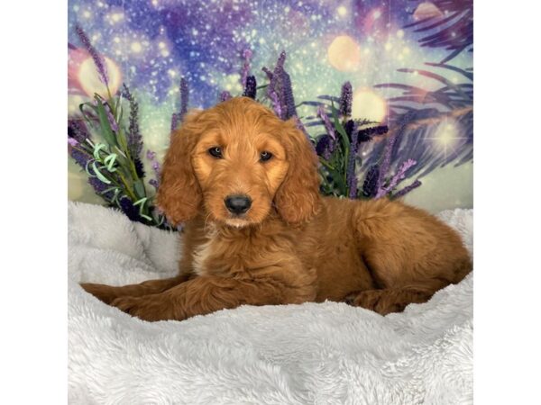 Goldendoodle DOG Female Red 2696 Petland Lancaster, Ohio