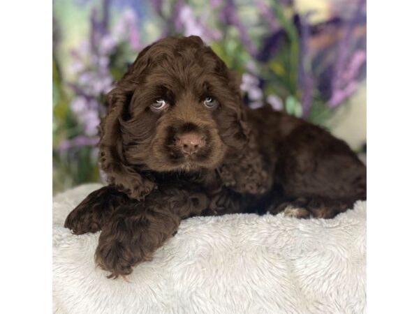 Cocker Spaniel DOG Male Chocolate 2695 Petland Lancaster, Ohio