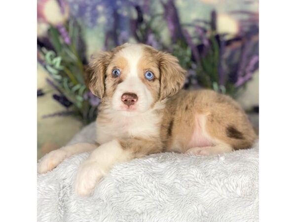 Miniature American Shepherd-DOG-Male-Red Merle-2694-Petland Lancaster, Ohio