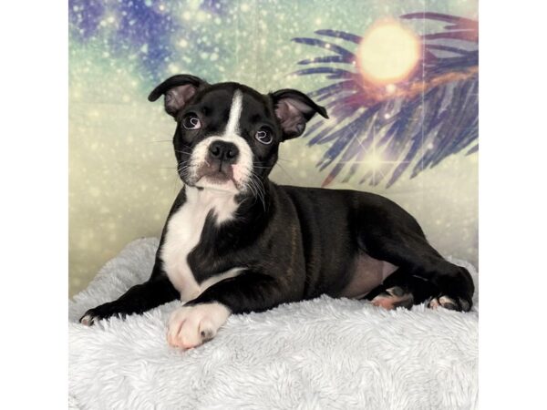 Boston Terrier DOG Female Black Brindle 2693 Petland Lancaster