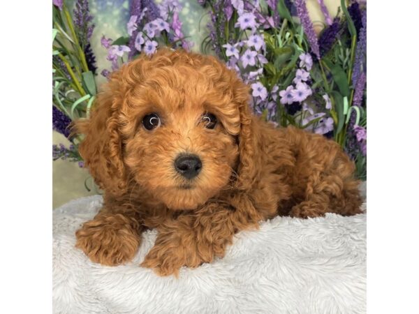 F1b Cavapoo DOG Female red 2691 Petland Lancaster, Ohio