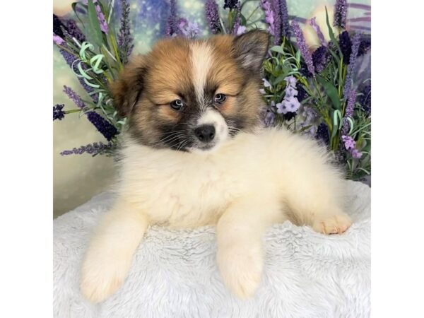 Pomeranian DOG brwn/wht 2690 Petland Lancaster, Ohio