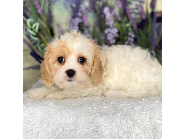 Cavachon DOG Male cream and white 2689 Petland Lancaster, Ohio