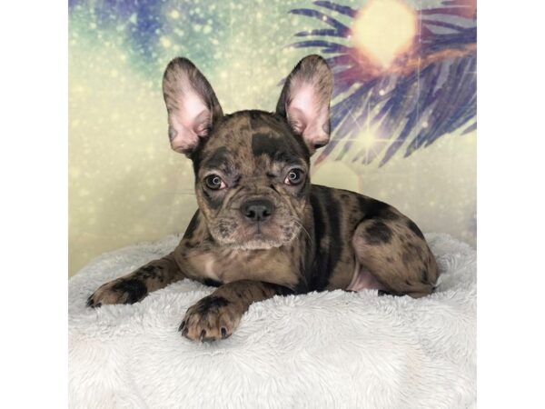 Frenchton-DOG-Male-Blue Merle-2688-Petland Lancaster, Ohio