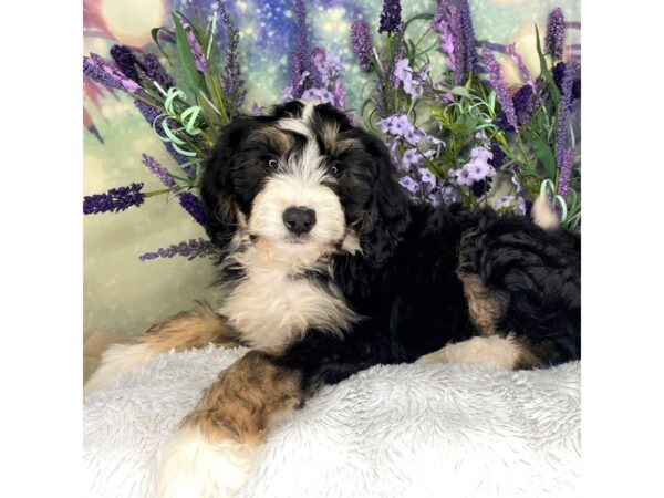 Mini Bernadoodle DOG Female tri color 2687 Petland Lancaster