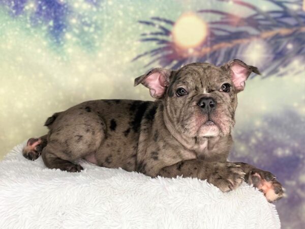 Miniature Bulldog-DOG-Male-Blue Merle-2677-Petland Lancaster, Ohio