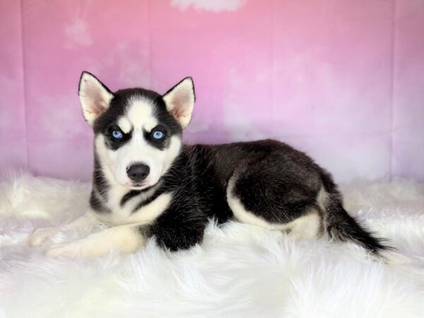 Siberian Husky DOG Male Black / White 2706 Petland Lancaster, Ohio