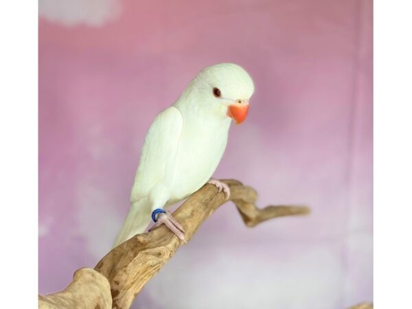 Albino Indian Ringneck-DOG--Albino-2710-Petland Lancaster, Ohio