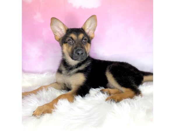 German Shepherd Dog DOG Female Black / Tan 2709 Petland Lancaster, Ohio