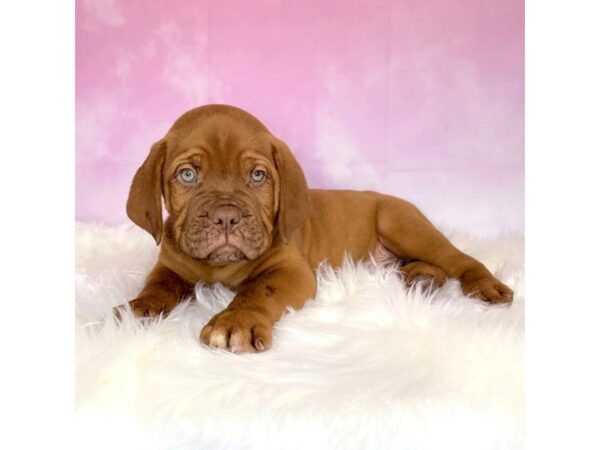 Dogue de Bordeaux DOG Male Red 2708 Petland Lancaster, Ohio