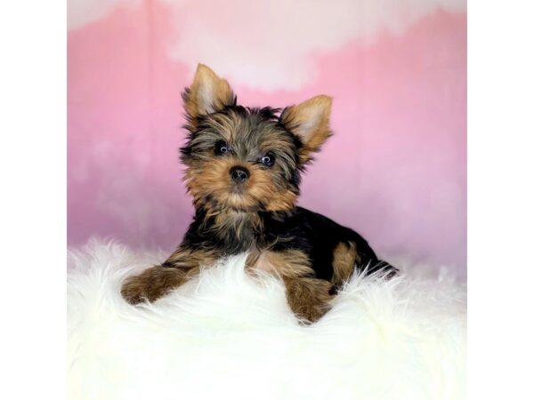 Yorkshire Terrier DOG Female Black / Tan 2707 Petland Lancaster, Ohio