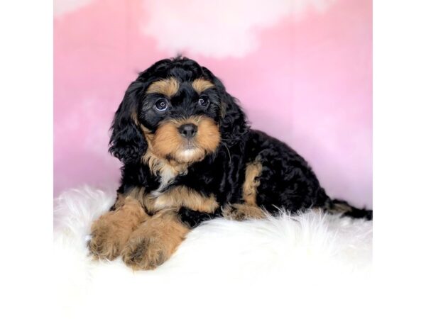 Cavapoo DOG Female black with tan points 2705 Petland Lancaster, Ohio