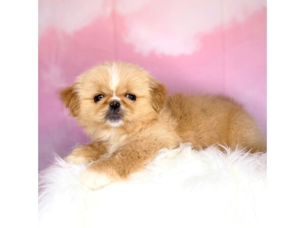 Pekingese DOG Female cream 2704 Petland Lancaster