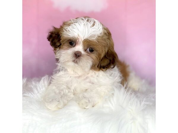 Shih Tzu DOG Female brown and white 2703 Petland Lancaster, Ohio