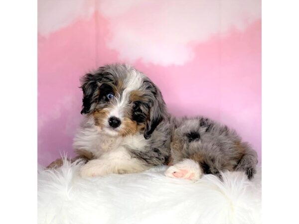 Mini Bernadoodle DOG Female blue merle 2702 Petland Lancaster, Ohio