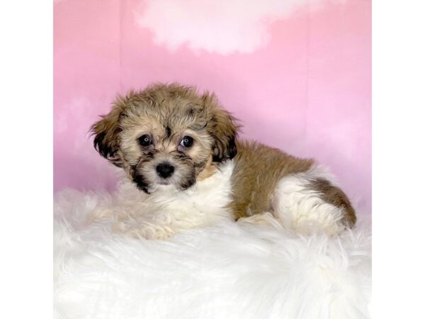 Teddy Bear-DOG-Female-brown and white-2701-Petland Lancaster, Ohio