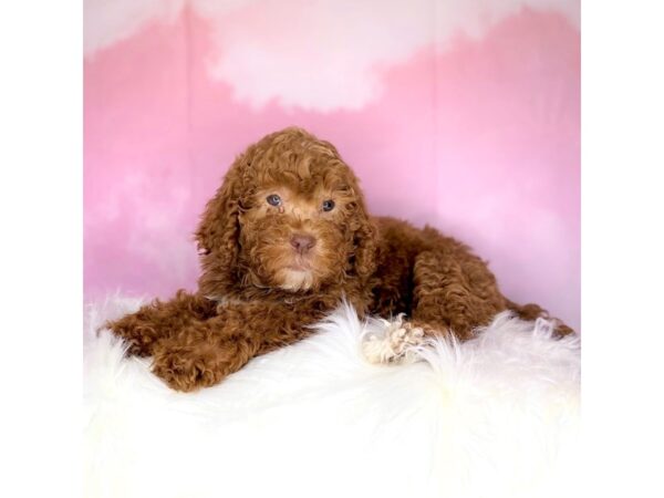 Standard Poodle DOG Male red 2700 Petland Lancaster, Ohio