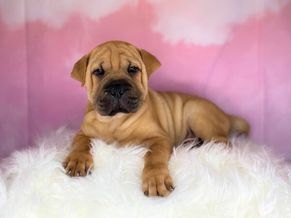 Chinese Shar-Pei Puggle-DOG-Male-Red-2712-Petland Lancaster, Ohio