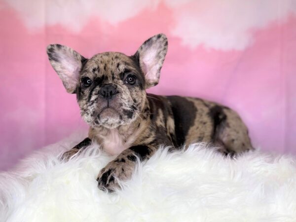 French Bulldog-DOG-Female-Blue Merle-2711-Petland Lancaster, Ohio