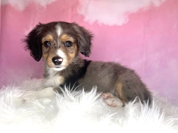 Auggie DOG Male blue merle and tan points 2713 Petland Lancaster, Ohio