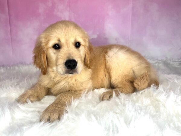 Golden Retriever DOG Male Gold 2718 Petland Lancaster, Ohio