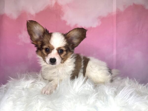 Papillon DOG Male Red/white 2714 Petland Lancaster, Ohio