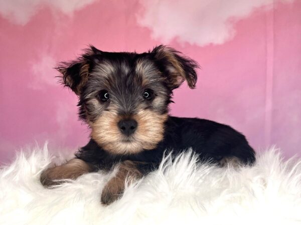 Yorkshire Terrier-DOG-Male-Black / Tan-2717-Petland Lancaster, Ohio