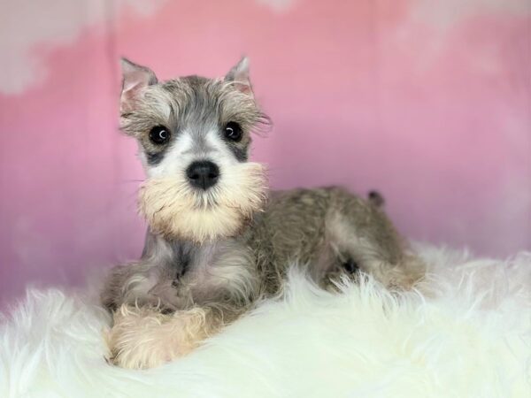 Miniature Schnauzer DOG Female Salt / Pepper 2716 Petland Lancaster, Ohio