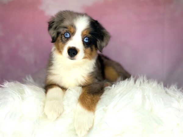 Australian Shepherd DOG Female Blue Merle 2722 Petland Lancaster, Ohio