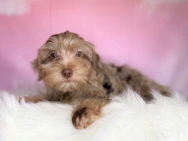 Yorkiepoo DOG Female Chocolate Merle 2715 Petland Lancaster, Ohio