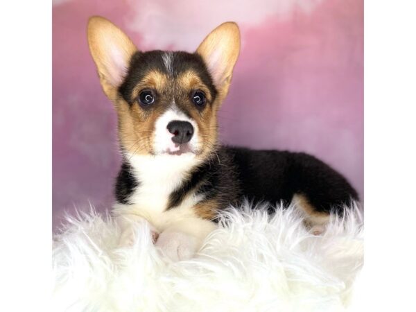 Pembroke Welsh Corgi DOG Female Black Tan / White 2721 Petland Lancaster, Ohio