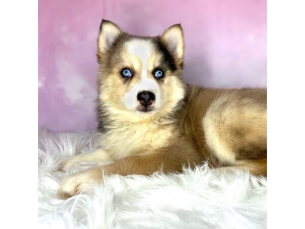 Pomsky DOG Male choc merle 2723 Petland Lancaster, Ohio