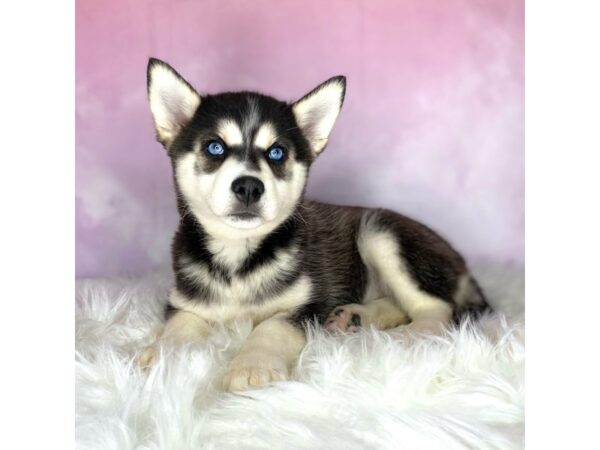 Pomsky DOG Female blk and wht 2724 Petland Lancaster, Ohio