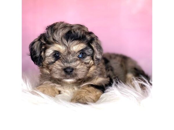 Pekepoo DOG Male blue merle 2725 Petland Lancaster, Ohio